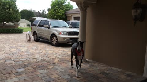 These Helpful Great Danes Love To Help With The Groceries