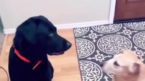 12 Years Later: Dogs Learn Owner's Name PRICELESS REACTION!