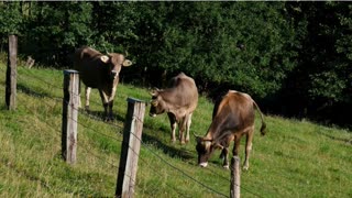 What is Chesterton’s Fence?