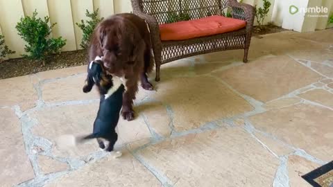 Sweet Cavalier puppy tries to befriend huge Newfie