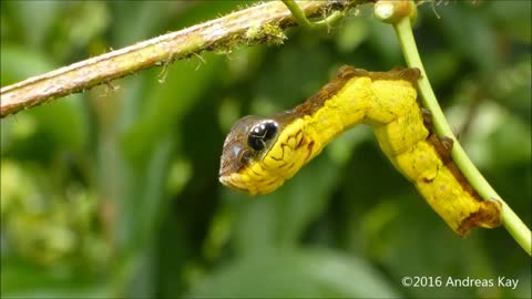 ¿Crees que es una serpiente? La verdad te dejará anonadado