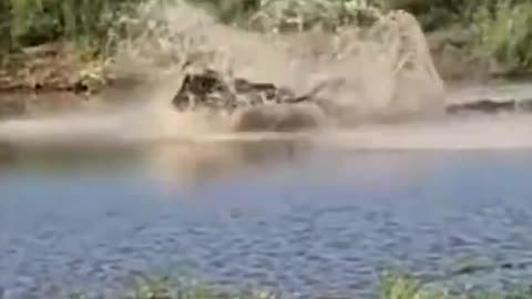 Wildebeest massive Escape from Lions attack shorts wildlife_1080p