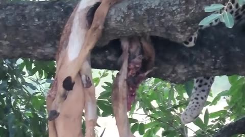 Cheetah eat monkey