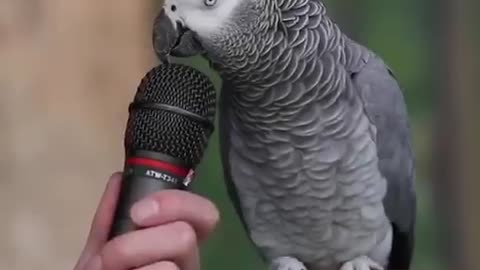 This parrot give every answer of the question. Unbelievable 🦜
