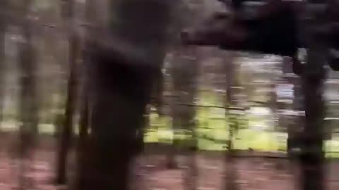 big deer is surprisingly agile