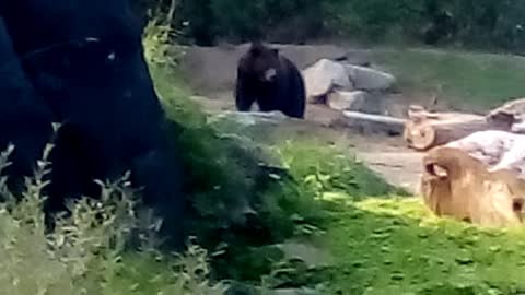 Bear at the Zoo