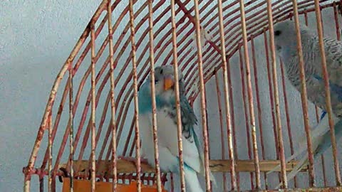 budgie trying to escape from cage