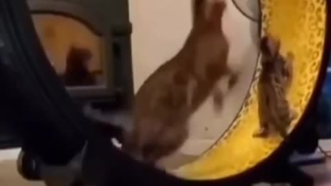 sooooo funny cat dancing