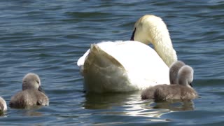 swan baby