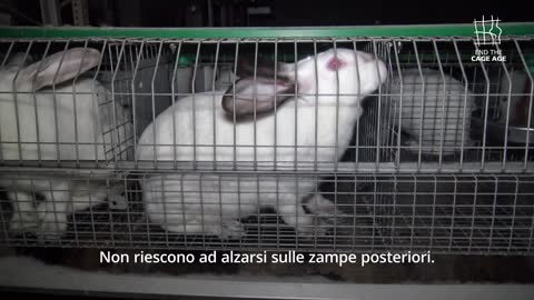 La sofferenza dei conigli rinchiusi nelle gabbie - FIRMA L'Appello NO GABBIE