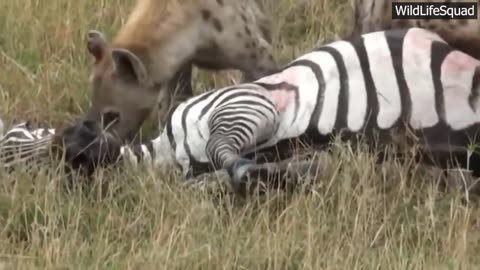 Hyenas Eat Live Pregnant Zebra😭😢