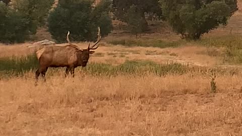 Elk bugle