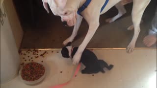 Selfish Pup Refuses To Share Food