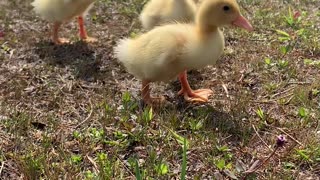 Ducklings Living their Best Life