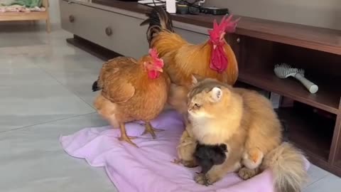 Funny and Cute Cats Videos #141