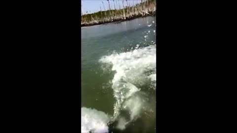 Giant Fish Almost Tips Boat Over!!