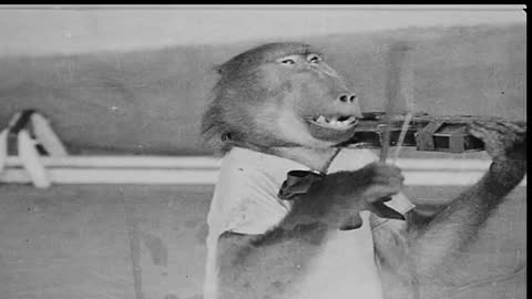 Monkey Doing Tricks and Playing Instrument😂😂