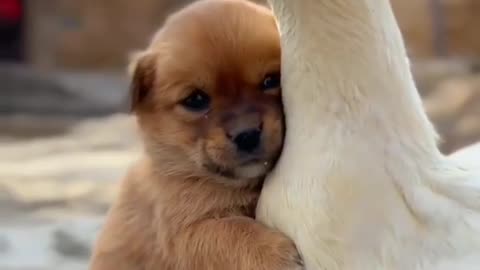 Kindness in the eyes of animals...🐶🦆🐱 #ad #animalrights #dog