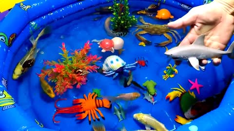 Colorful Cute Animals, Sharks, Sea Creatures, Dolphins,Koi,Turtles, Crocodiles,Sea Crab,Snail,Shrimp