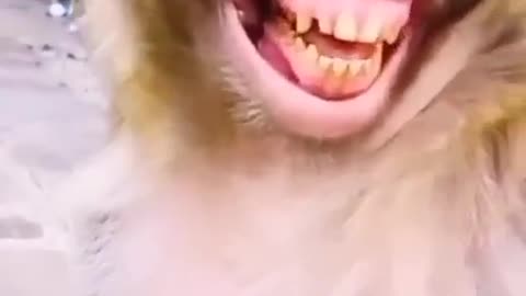 Monkey Laughing 🙈🙈🙈