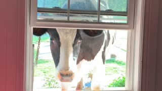 Curious Cow Peeks Through Window