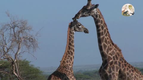 Most Violent Giraffe Fight Ever