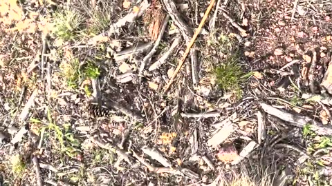 David Wilcock Hangout- Chipmunks 'Pay' for Dinner, So We Plant Them a Salad Bar!