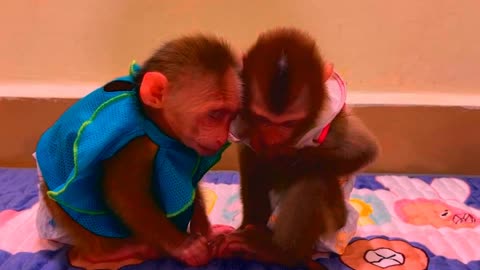 Adorable Monkeys, funny animals, smartest animals, cute monkey, baby monkey, lovely monkey #35