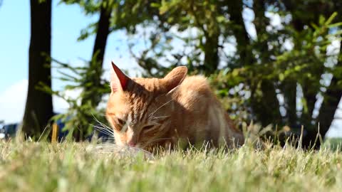 After A Big Lunch | A Thirsty Cat Drinks Water - Just Watch