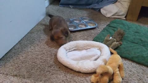 Dachshund Puppy Playing Instead of Eating! Too Cute
