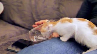 Cat drinking in a glass