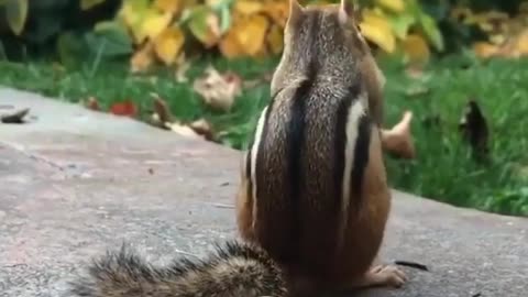 meet chico the chipmunk #youtubeshortvideo