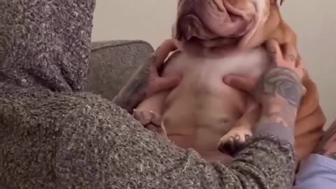 Funniest dog videos
