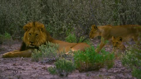 Amazing Animals in 8K - Wildlife Documentary Film (with music)