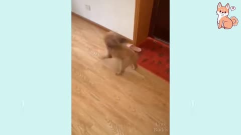 Cute Puppy plays with Slippers 😂