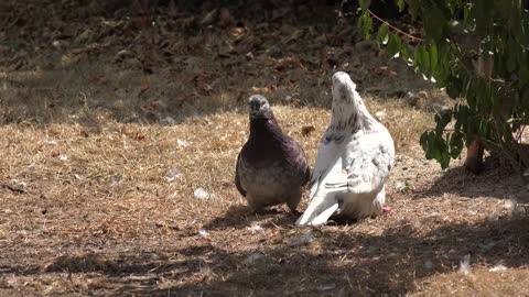 Reproduction Doves