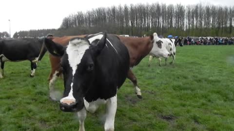 Happy Cows Relax In Luscious Early Spring Grass