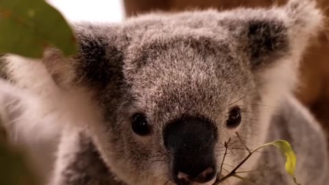 Koala Eating Leaves From a Branch