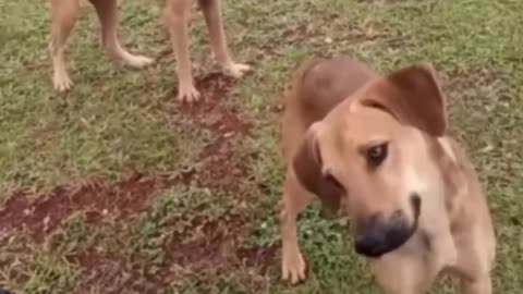 very funny cat and dogs compilation/😂😂😂😂😂😂😂/ #short