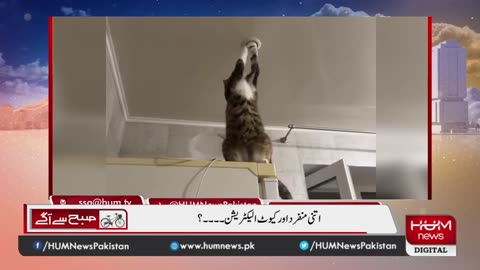Cat replacing the bulb- beautiful Video بلی کی بلب ٹھیک کرنے کی خوبصورت ویڈیو واٸرل