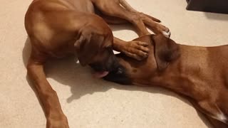 Pup Lovingly Cleans Big Dog's Ears, Eyes, Mouth & Nose