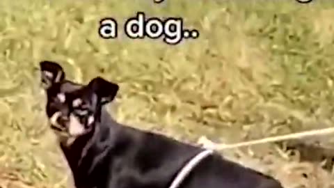 -Very Funny Dog Videos – The Top VIRAL Funny Dog Videos-(1080p)