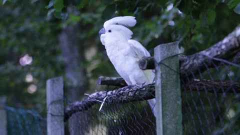 woow! Dancing White Parrot