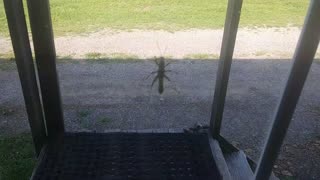 Hello grasshopper