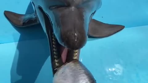 Feed the Dolphins Cute