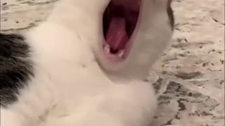 Funny Cats Video