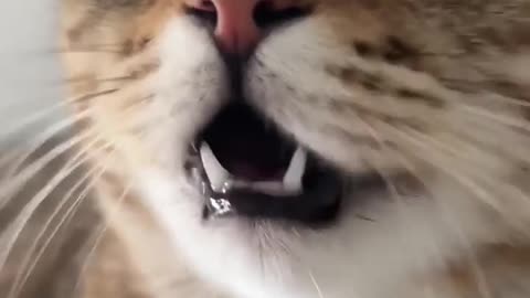 Kitten meowing to attract cats