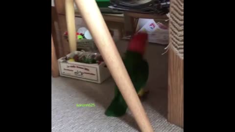 Cute Parrots Videos Compilation | Adorable Pet Parrots in Action