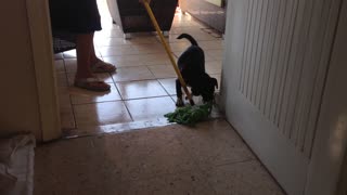 Puppy won't let woman mop the floor