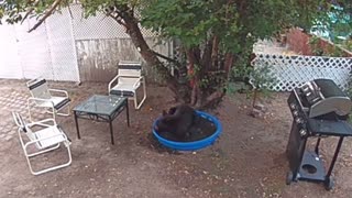 Bear Keeps Cool in Pool